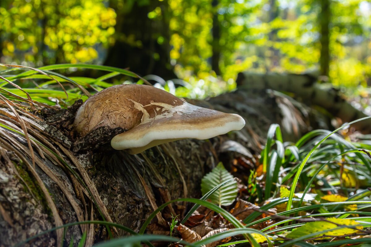 Brezovník obyčajný