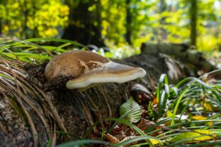 Brezovník obyčajný