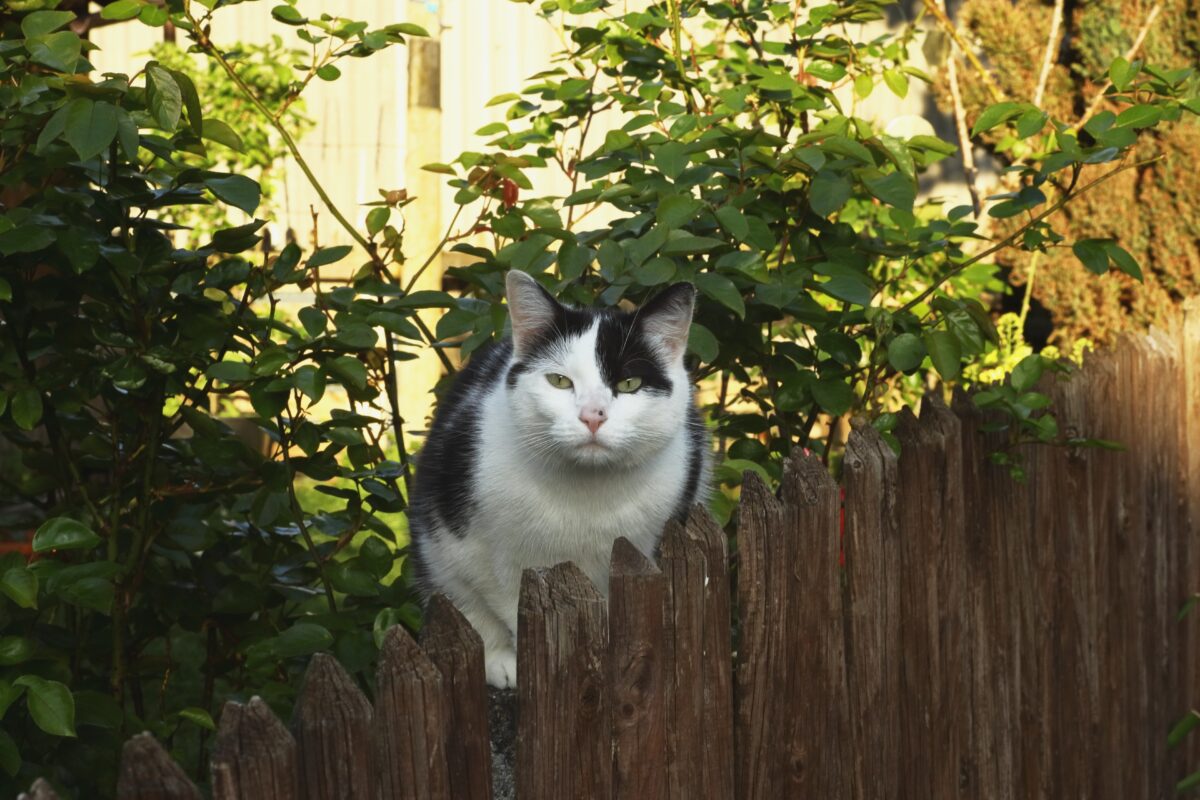 mačka v záhrade