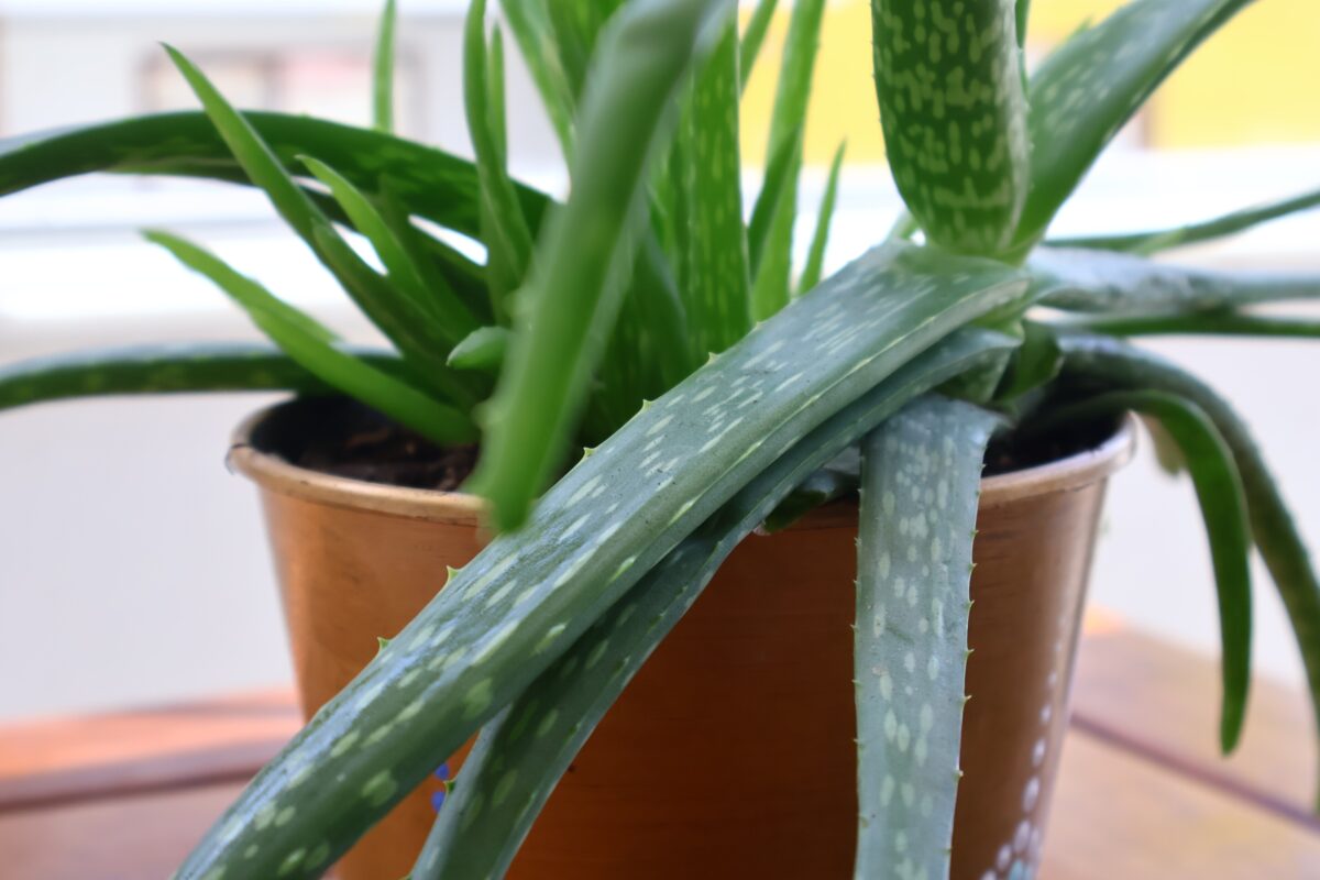 aloe vera v kvetináči