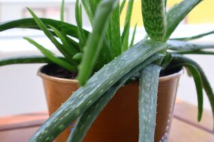 aloe vera v kvetináči