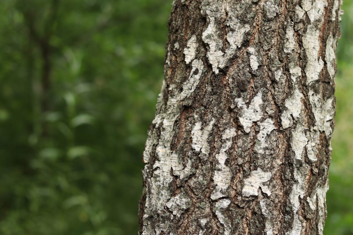 Kôra stromu