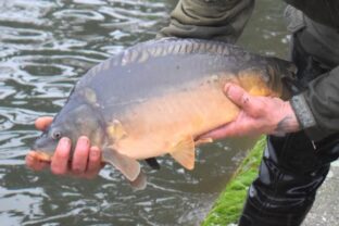 Vianočný kapor, Agrofarma Budmerice