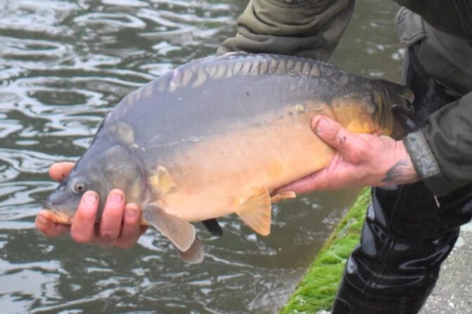 Vianočný kapor, Agrofarma Budmerice