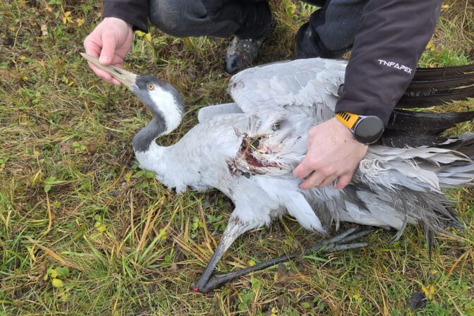 Žeriav popolavý, Senianske rybníky