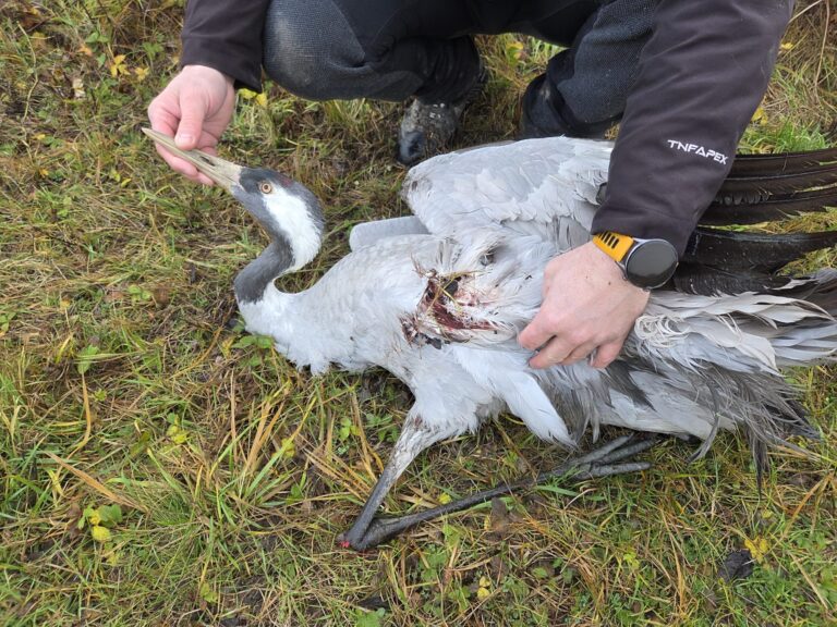 Žeriav popolavý, Senianske rybníky