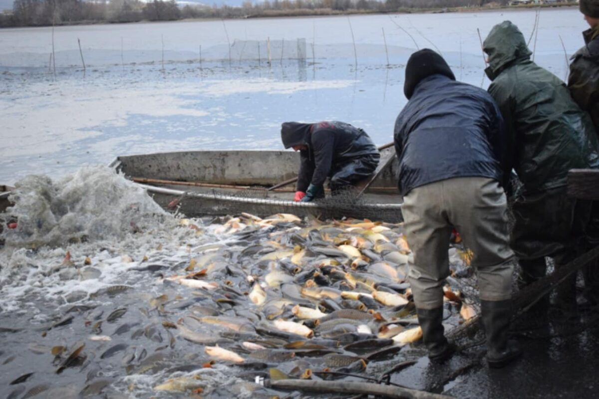 Vianočný kapor, Agrofarma Budmerice