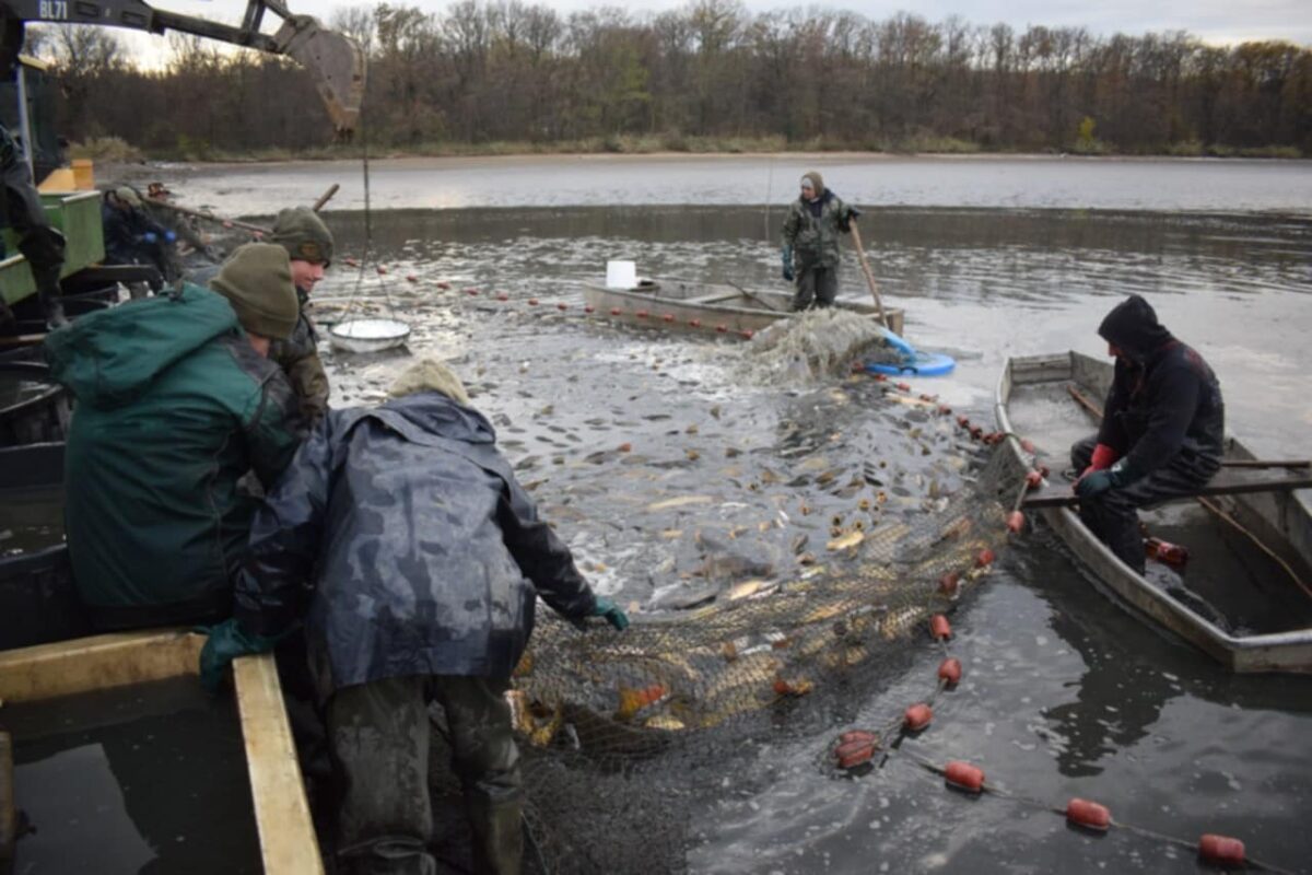 Vianočný kapor, Agrofarma Budmerice