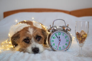 Ako pripraviť psa na silvestrovský ohňostroj – vystrašený pes leží pri budíku počas Silvestra