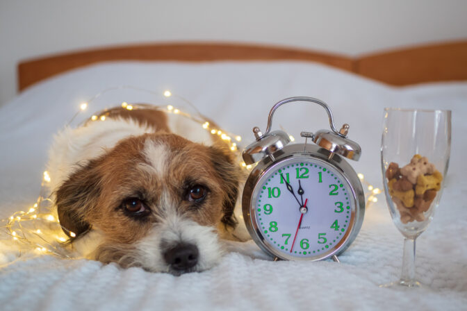 Ako pripraviť psa na silvestrovský ohňostroj – vystrašený pes leží pri budíku počas Silvestra