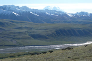 Denali Caribou