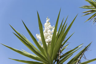 Rastlina yucca