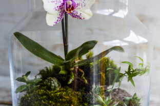 Orchidea v sklenenej nádobe