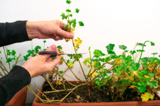 strihanie muškátov