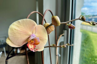 Orchidea