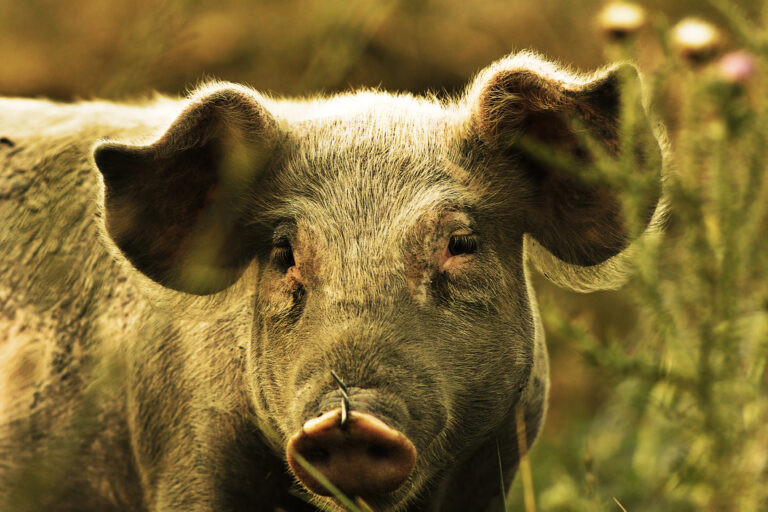 Young domestic pig portrait
