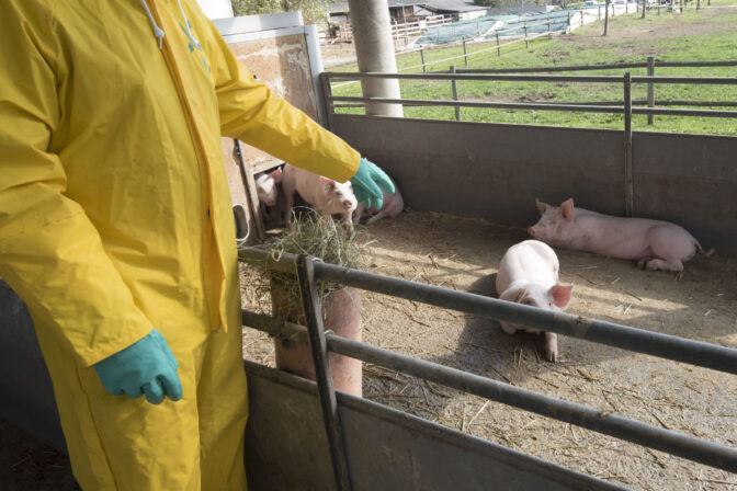 Classical swine fever or hog cholera