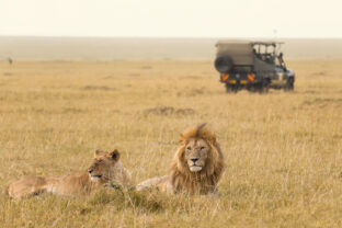 African lion couple and safari jeep