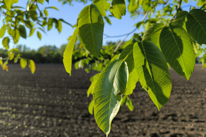 Zelené listy orecha nad poľnohospodárskym poľom počas slnečného dňa. Herbicíd z listov orecha.