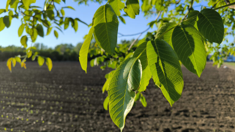 Zelené listy orecha nad poľnohospodárskym poľom počas slnečného dňa. Herbicíd z listov orecha.
