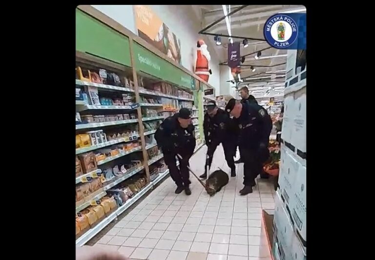 Mestskí policajti v plzenskom Tescu chytali diviaka