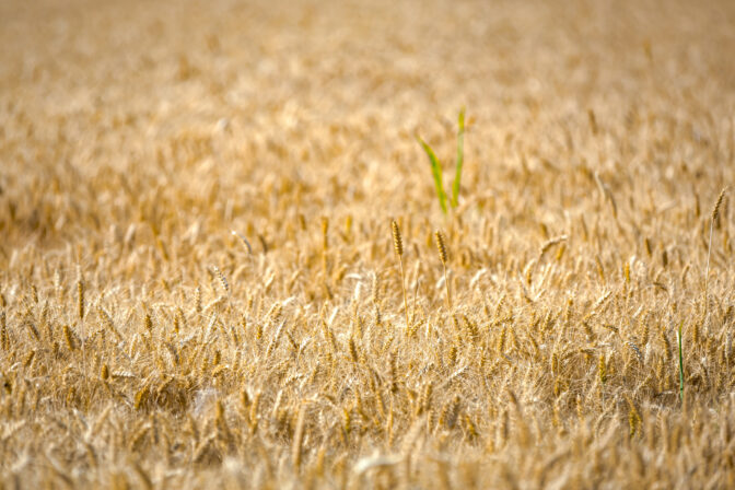 Jeme viac, ale dostávame menej. Nenápadná zmena v potravinách, ktorú si všímame až teraz