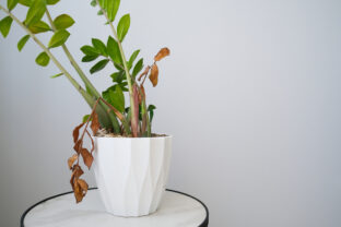 Keď izbovky protestujú: Najčastejšie problémy pri pestovaní rastlín a ako ich elegantne vyriešiť