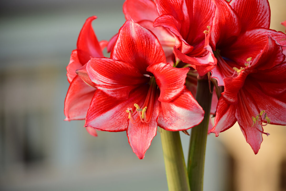 Amaryllis