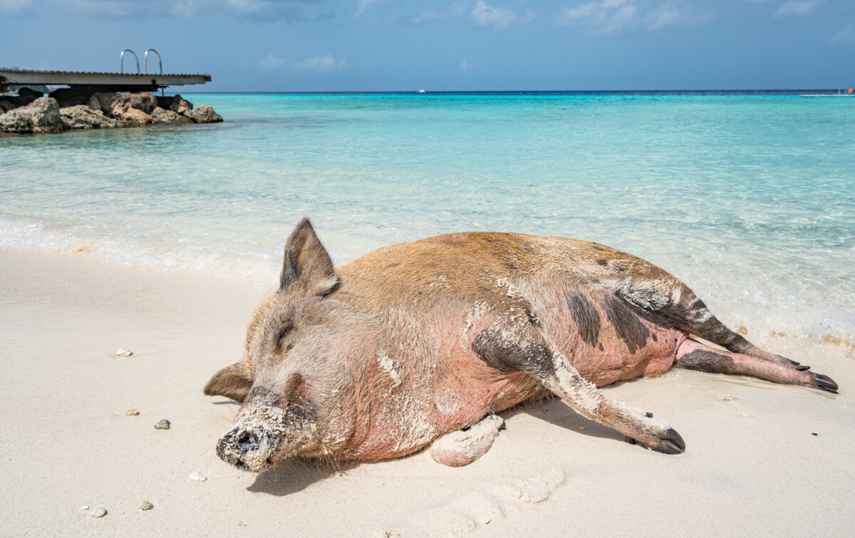 Pig Beach