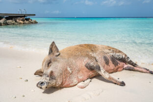 Pig Beach