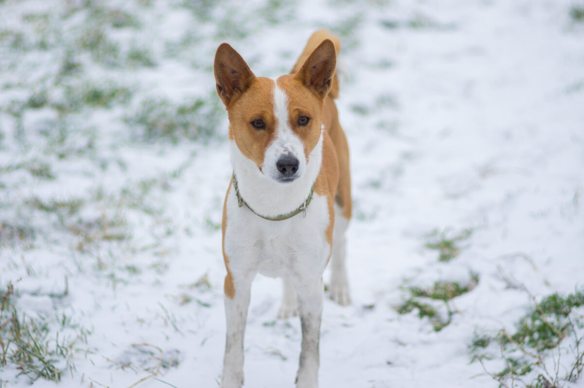 Basenji
