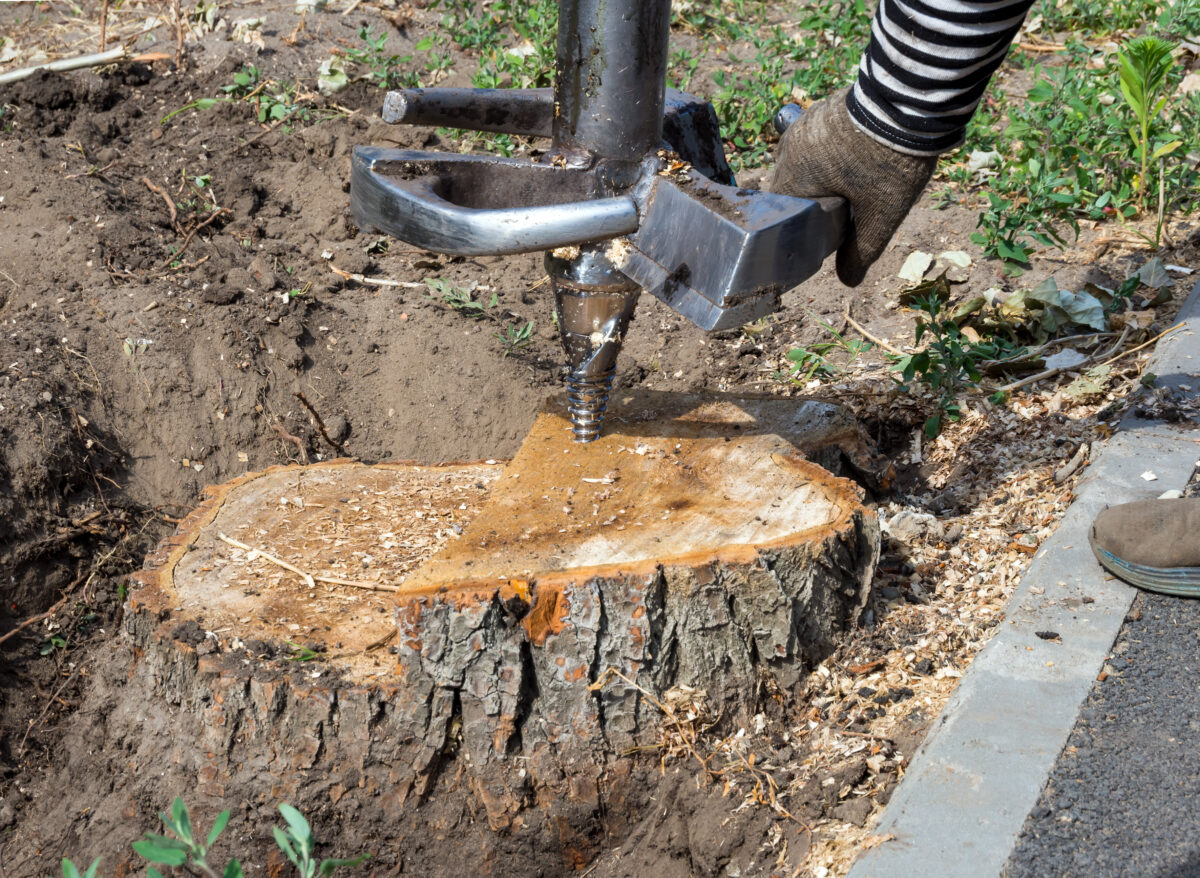 odstránenie starého pňa