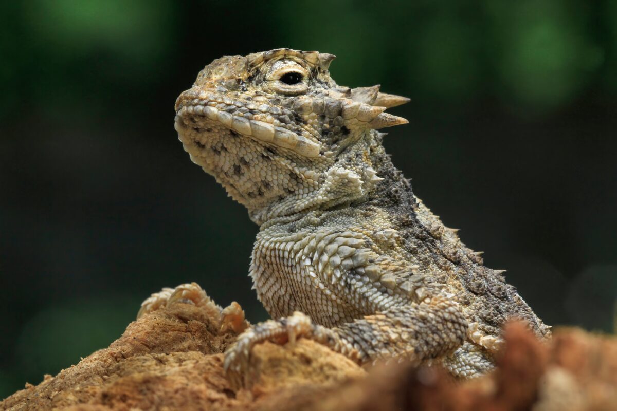 Ropušník trnohlavý