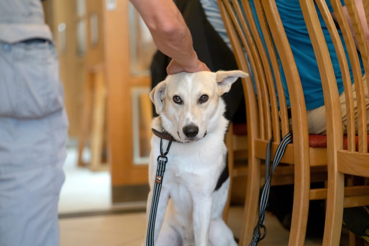 hladkať po hlave psa