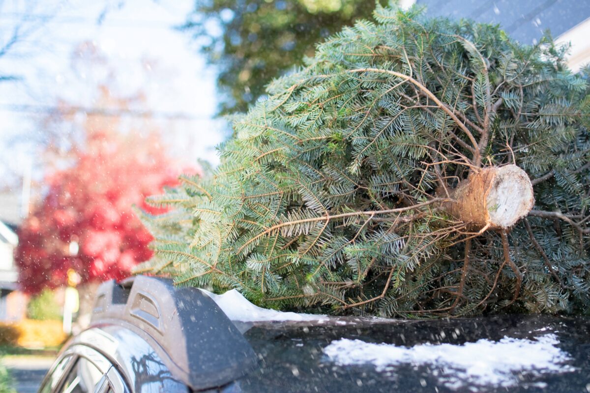 Rezaný vianočný stromček