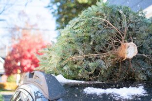 Rezaný vianočný stromček