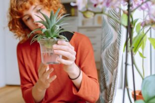 vlastné pestovanie ananásu