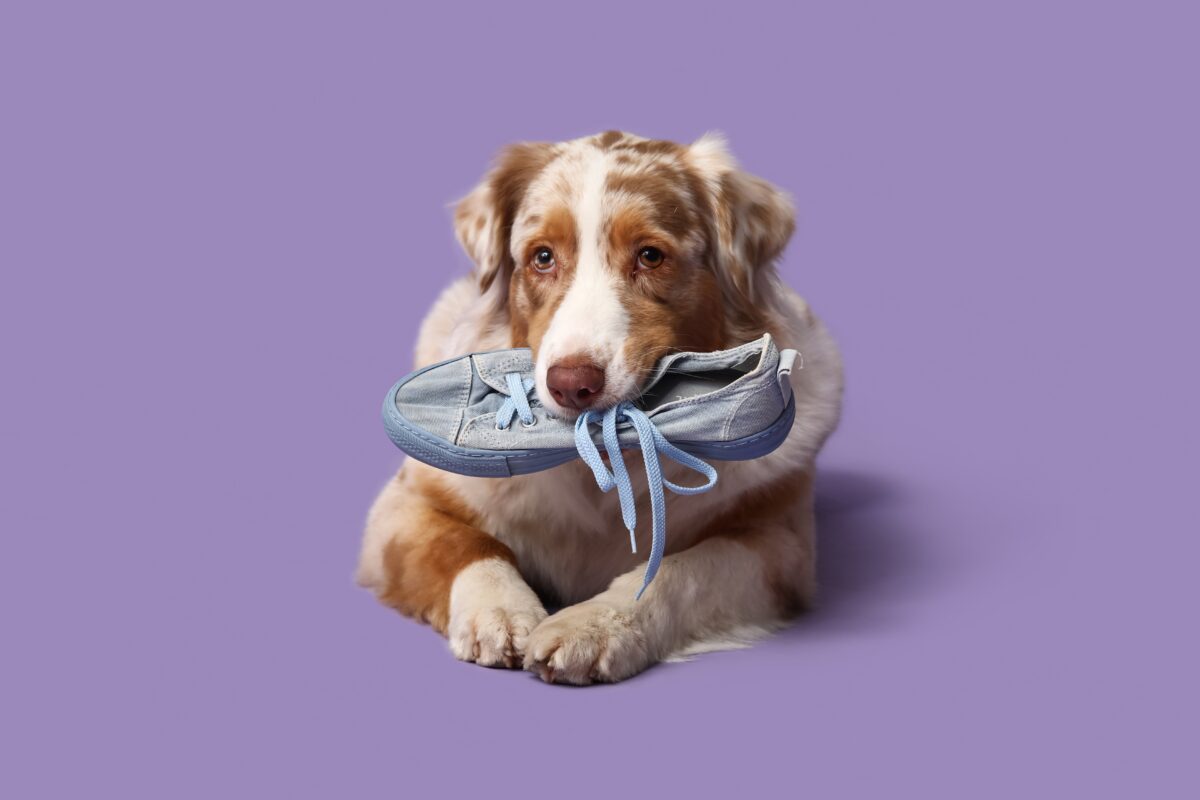 pes s topánkou v ústach