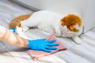 upratovanie pri domácom zvierati