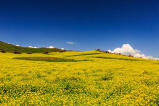 Provincia Čching chaj