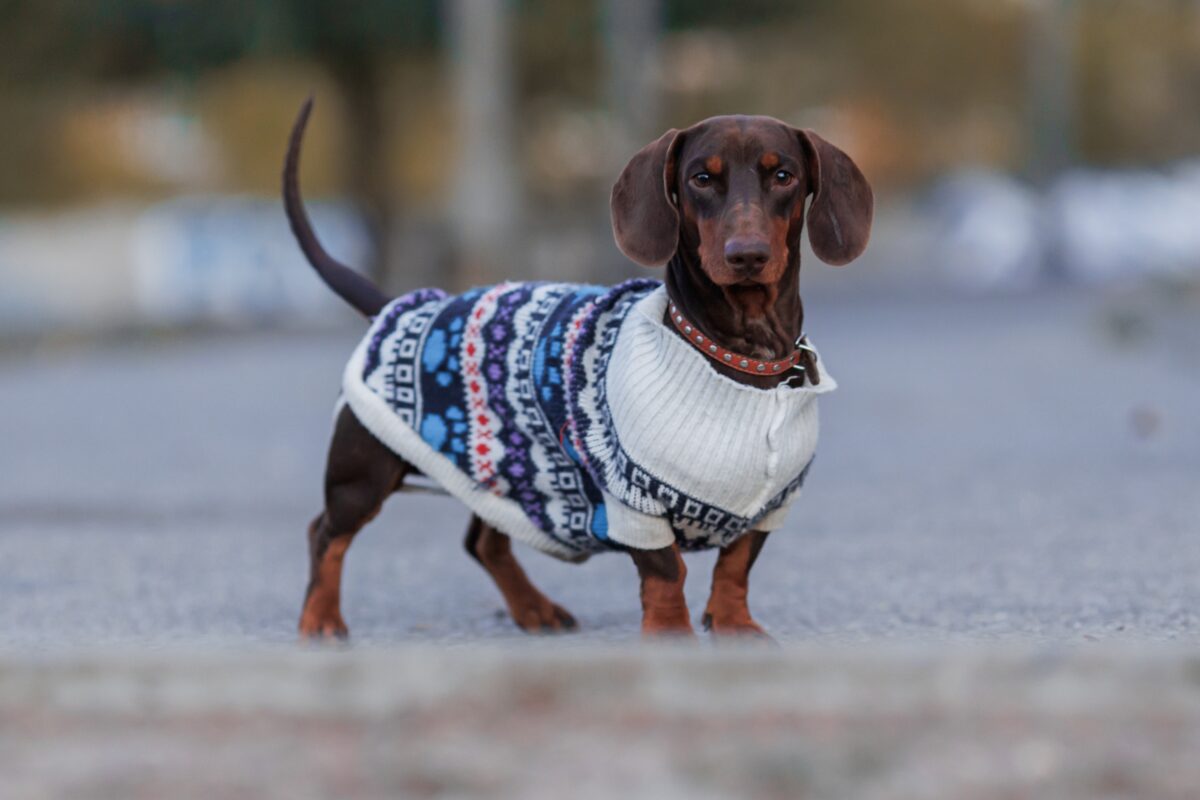 pes v oblečení