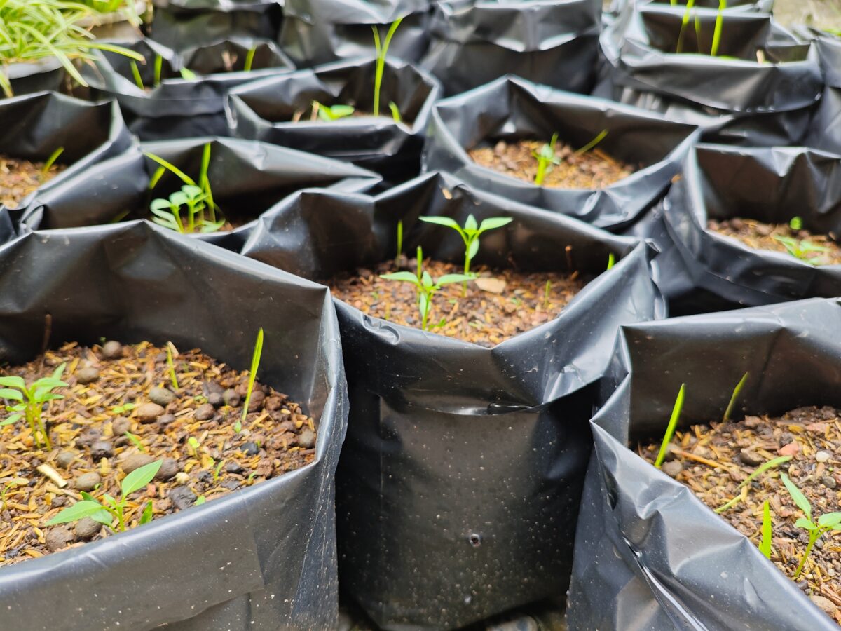 pestovanie úrody vo vreci