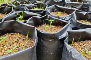 pestovanie úrody vo vreci