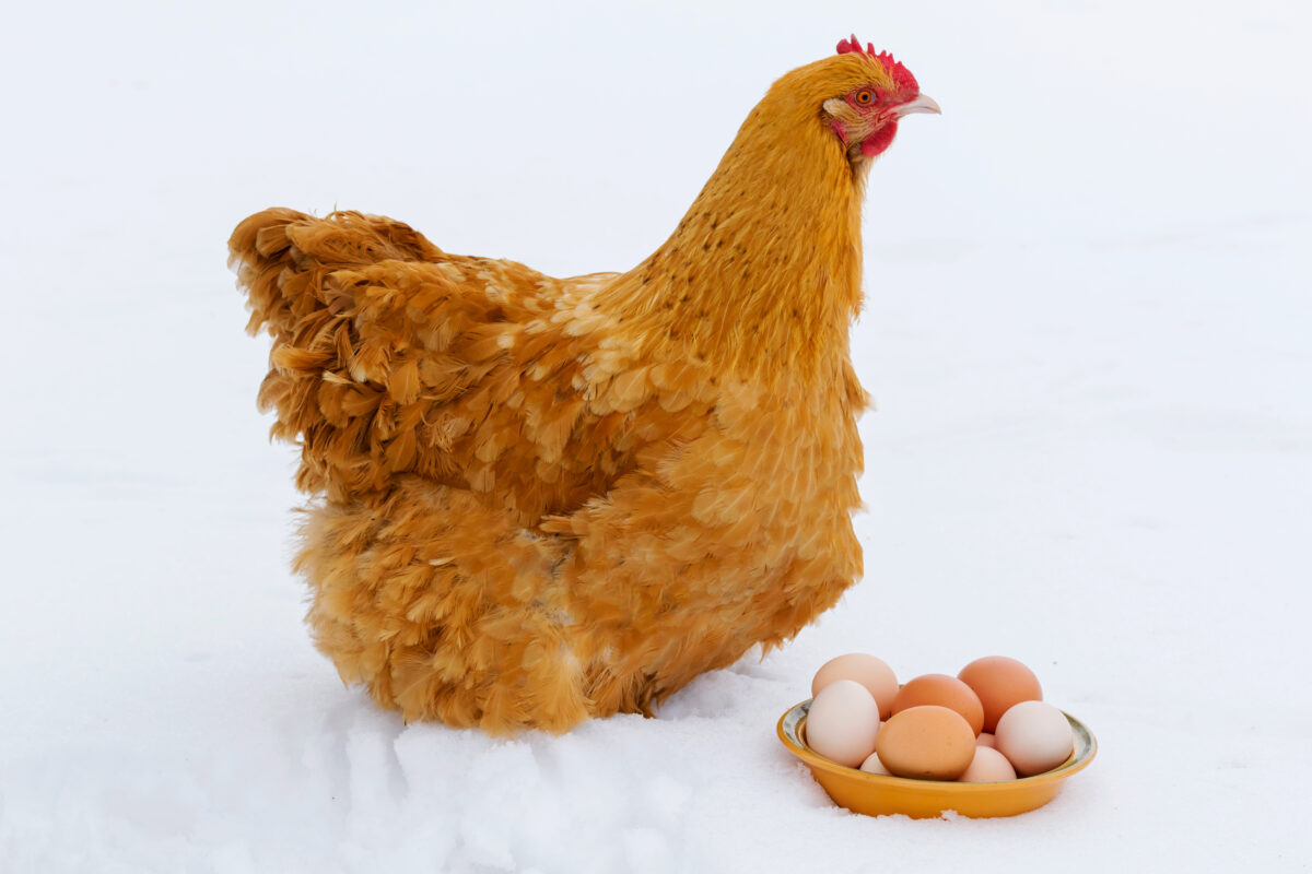 sliepka vajcia v zime