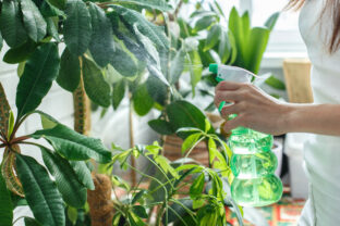 sprejovanie rastlín