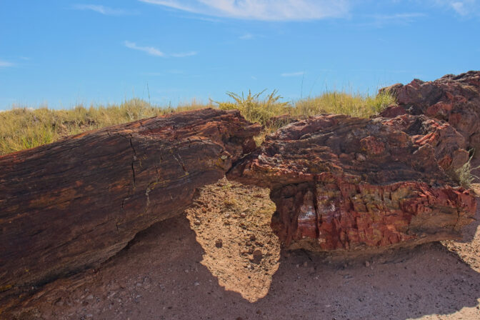 Strom, ktorý si pamätal chaos: Ako staroveká fosília odhalila príbeh obrátenia magnetického poľa Zeme