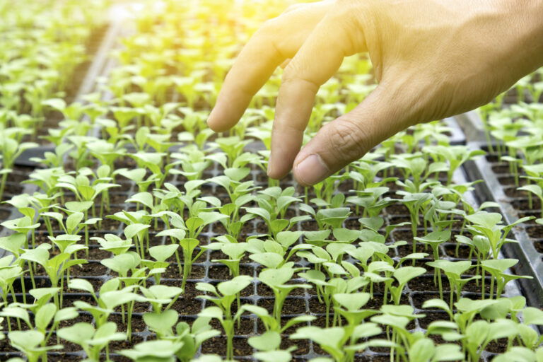 Výsev baby šalátu vám prinesie už za 3 týždne vitamínovú bombu priamo na parapet