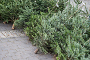 Použité živé vianočné stromčeky uložené na chodníku pred odvozom na recykláciu po Vianociach