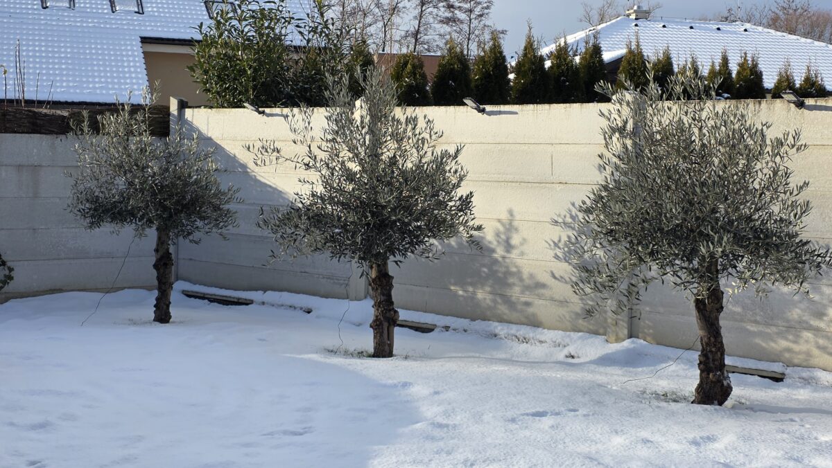 stromy na záhrade v zime