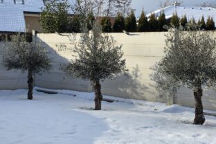 stromy na záhrade v zime